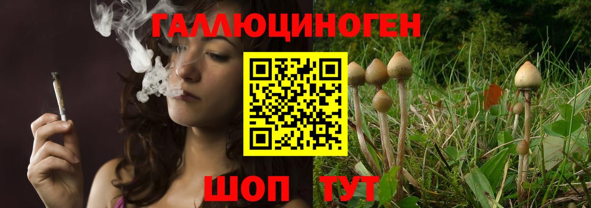 Галлюциногенные грибы MAGIC MUSHROOMS  Вход с VPN  как найти наркотики  Горно-Алтайск  Галлюциногенные грибы GOLDEN TEACHER 